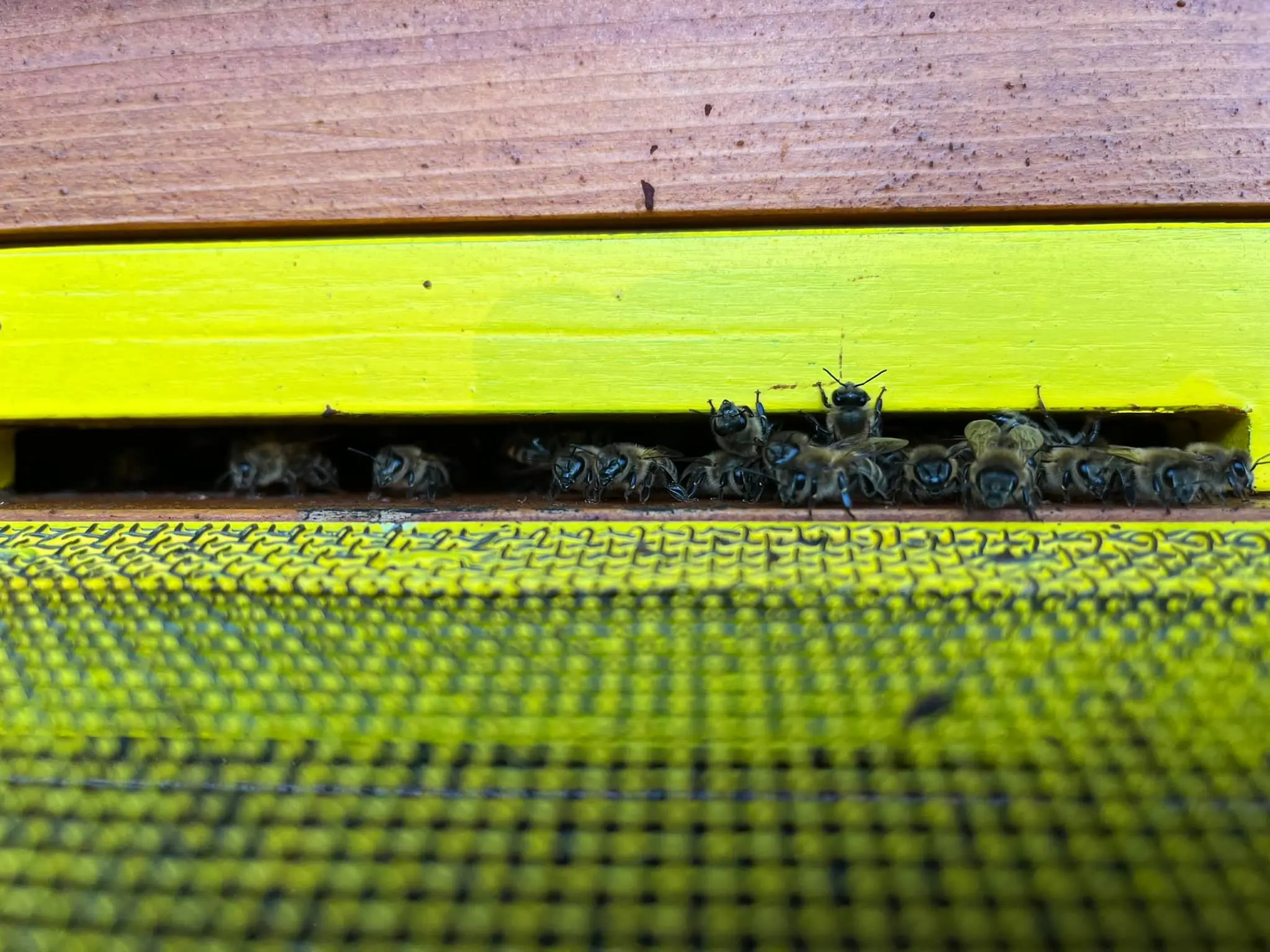 Utrinki iz čebelnjaka 9